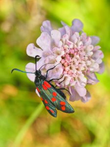 Zygaena transalpina(Esper, 1780)