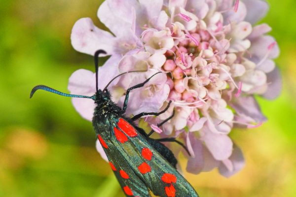Zygaena transalpina(Esper, 1780)