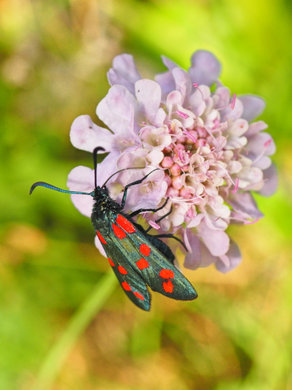 Zygaena transalpina(Esper, 1780)